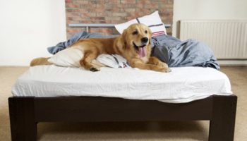 4 Tips for Keeping Your Home Free of Dog Hair