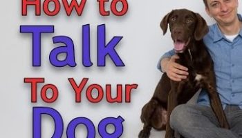 3 Things You Could Easily Forget When Training Your Dog!
