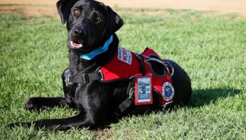 Service Dogs – How To Distinguish The Differences