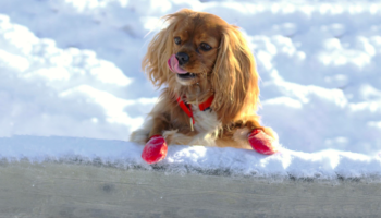 How to protect your pets paws year round!