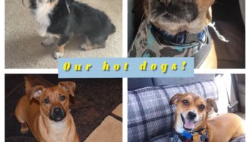 Meet our hot diggity dogs!