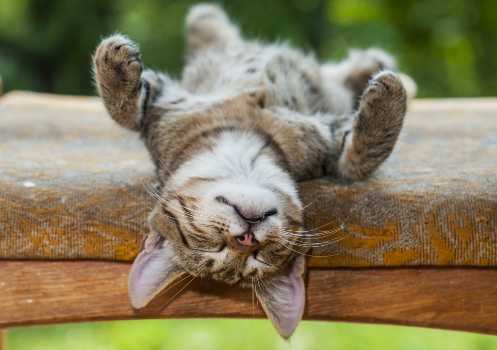 Our 5 Fave Summer Cat Products! - The Official PetFlow Blog