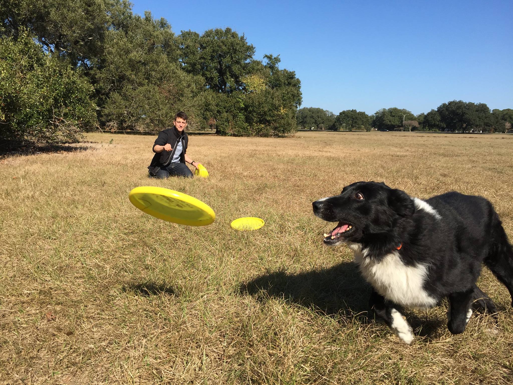 Learn to Play Fetch with Zak The Official PetFlow Blog