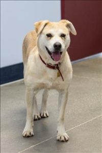 Ferne loves her furever home