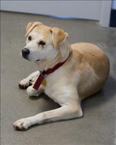 Rehab before furever home