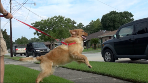 Distractions during leash trainin