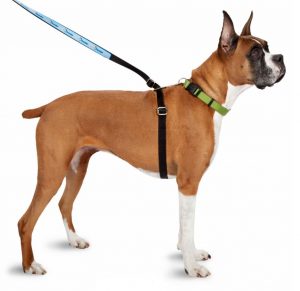 ThunderShirt Leashes make National Walk Your Dog Week easy