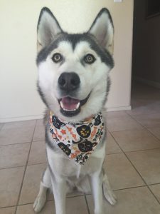 Rajah loves her Halloween bandana