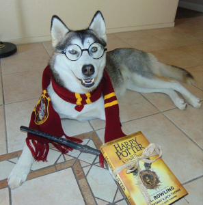 Rajah as Harry Potter