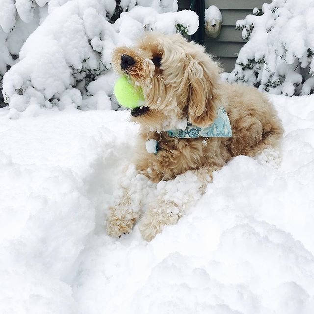 Snowballs instead of dog paws?
