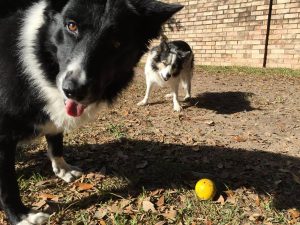 High energy dog barking