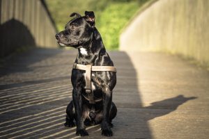 Raw diet for dogs helps skin and coat!