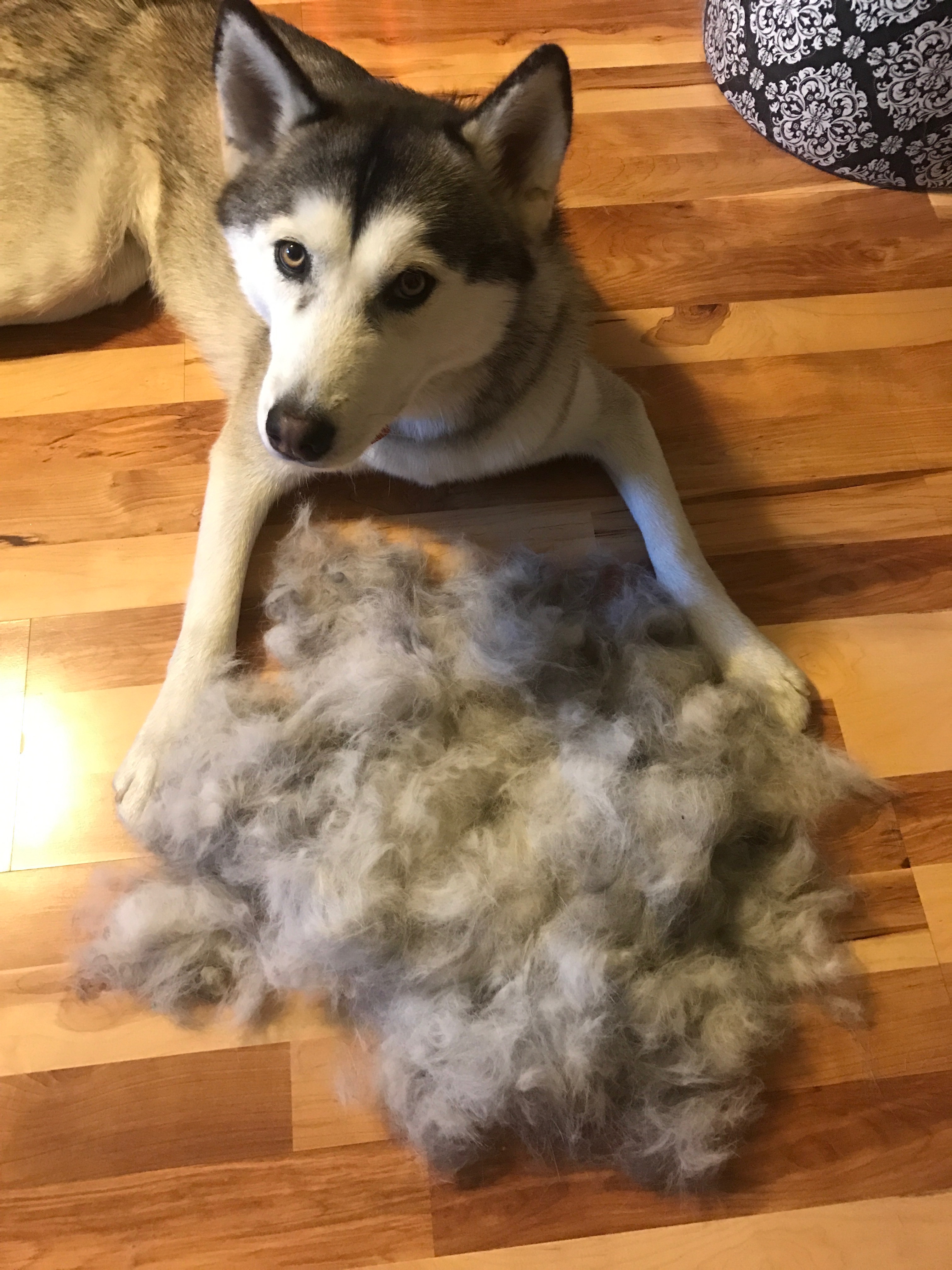 Husky shedding clearance brush