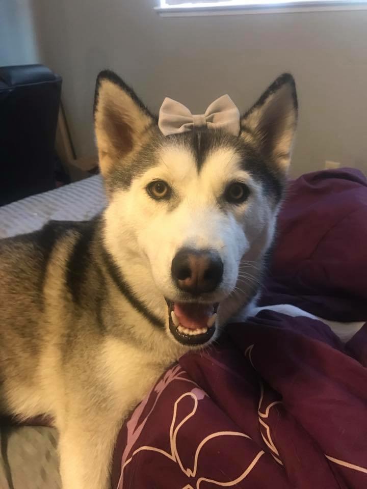 How to Care for a Shedding Dog