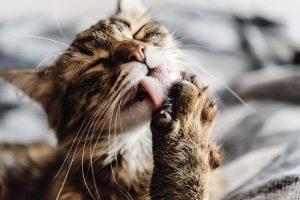 Self-Grooming can cause hairballs