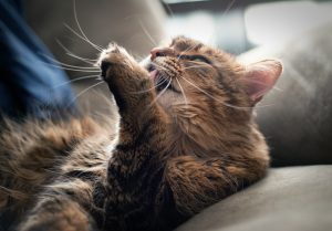 Grooming is great but also causes hairballs