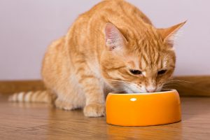 Limited Ingredient Diets can be a great change