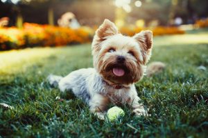 Small breed dog food