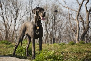 Large Breed Dog Food
