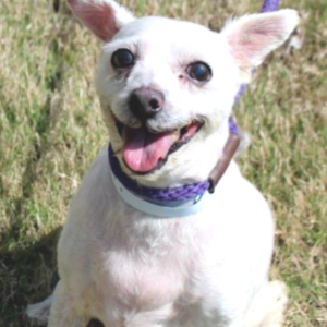 White dog with purple collar smiling