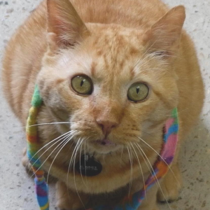 Orange cat with green eyes Good Deeds photo