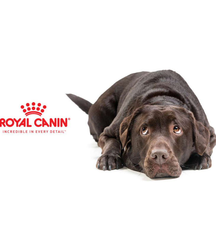 royal canin dog laying down looking at logo
