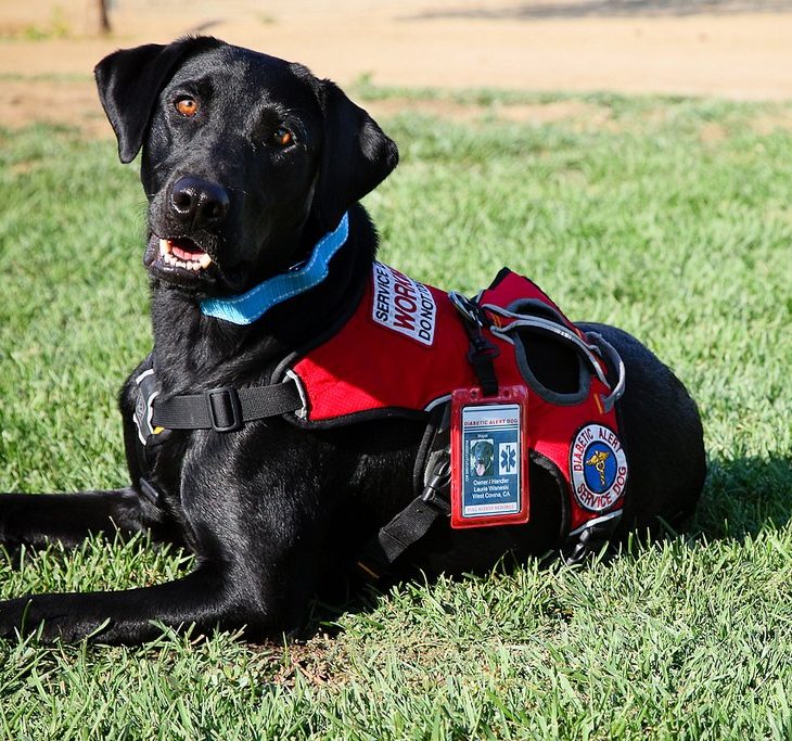 service dog with harness on