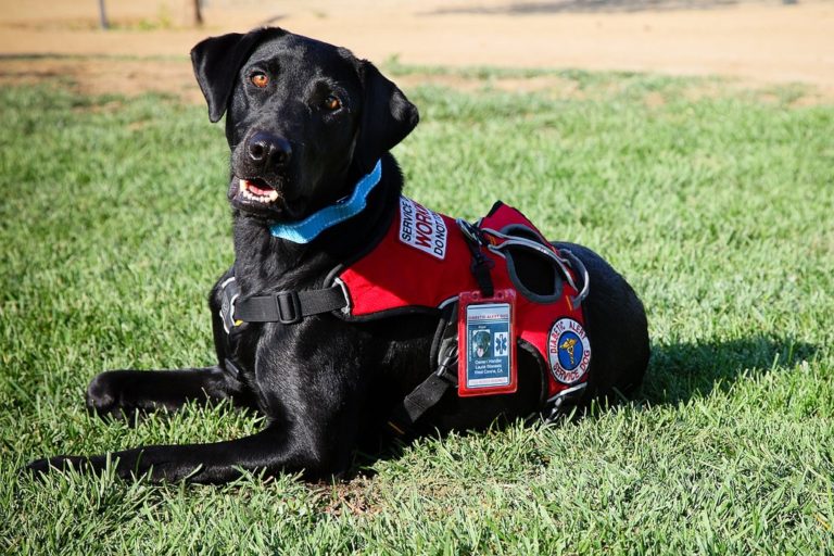 What the difference between a service dog, therapy dog and emotional ...