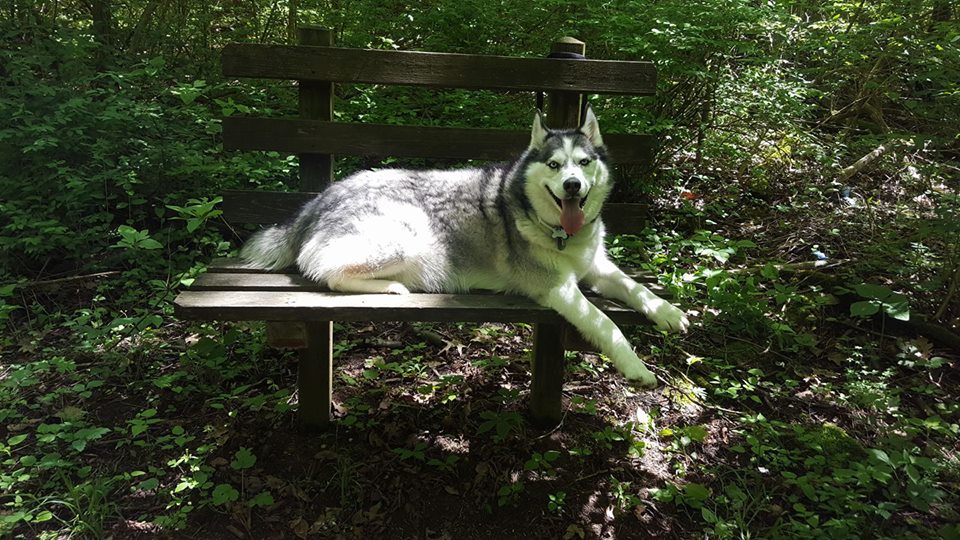 Beautiful husky laying on a park bench in the woods, taking a break from the hike.