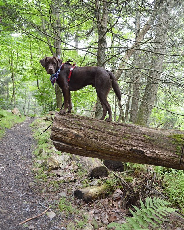Brown labrador retriever standing on a fallen tree in the forest