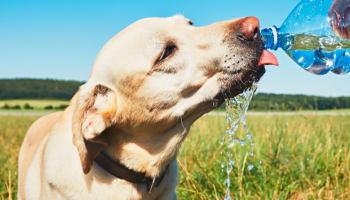 7 Things to Keep Your Pet Hydrated This Summer!