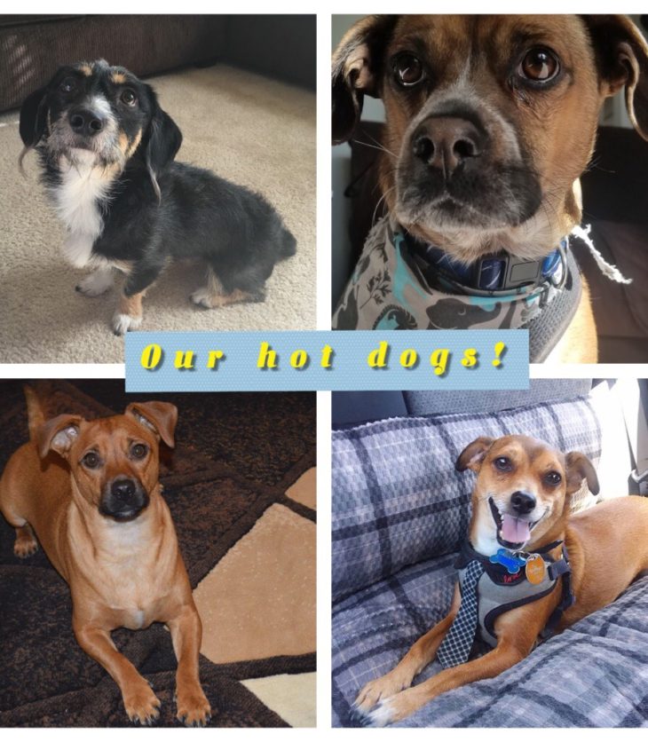 Collage of our "Hot Dogs" here at PetFlow