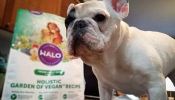 Halo Garden of Vegan Dog Food