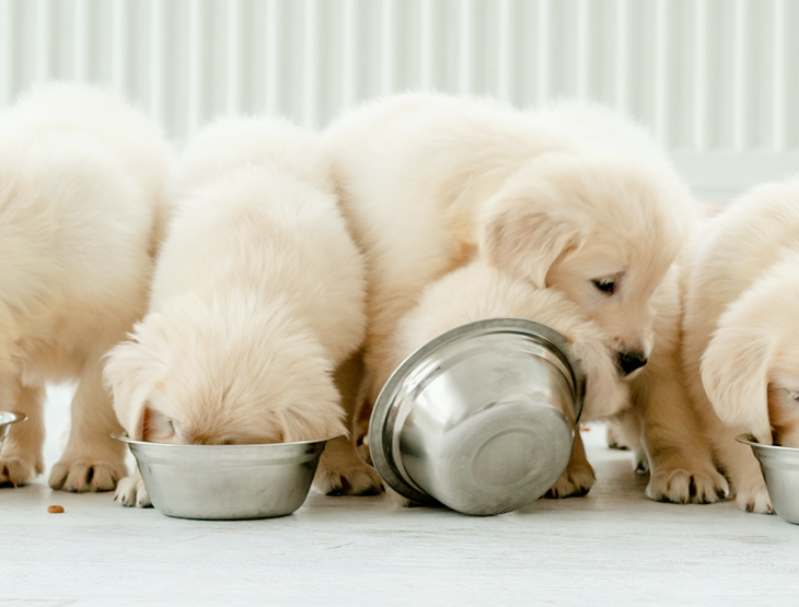 Top 5 Puppy Foods