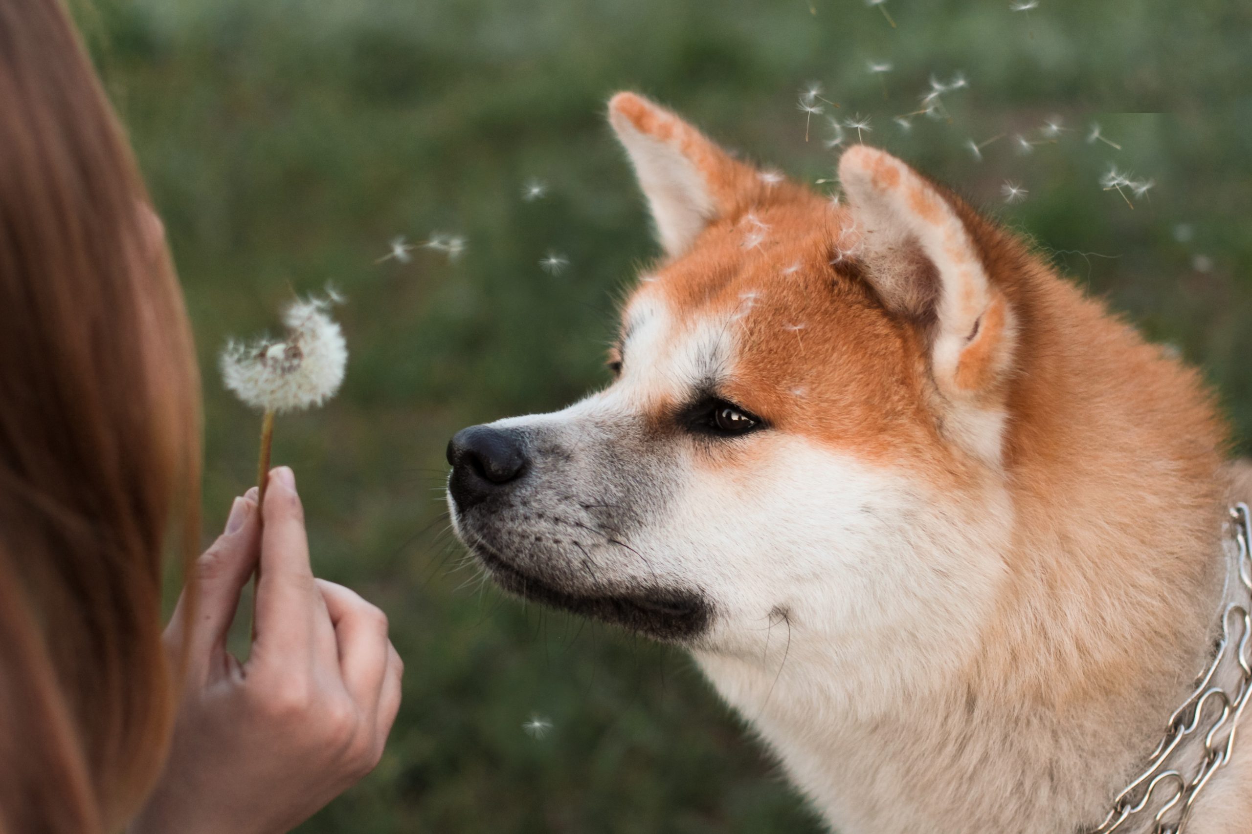 how do i know if my dog has seasonal allergies