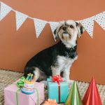 Dog celebrates birthday