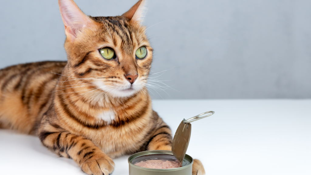 Top 5 Benefits for Feeding Cats Wet Food The Official PetFlow Blog