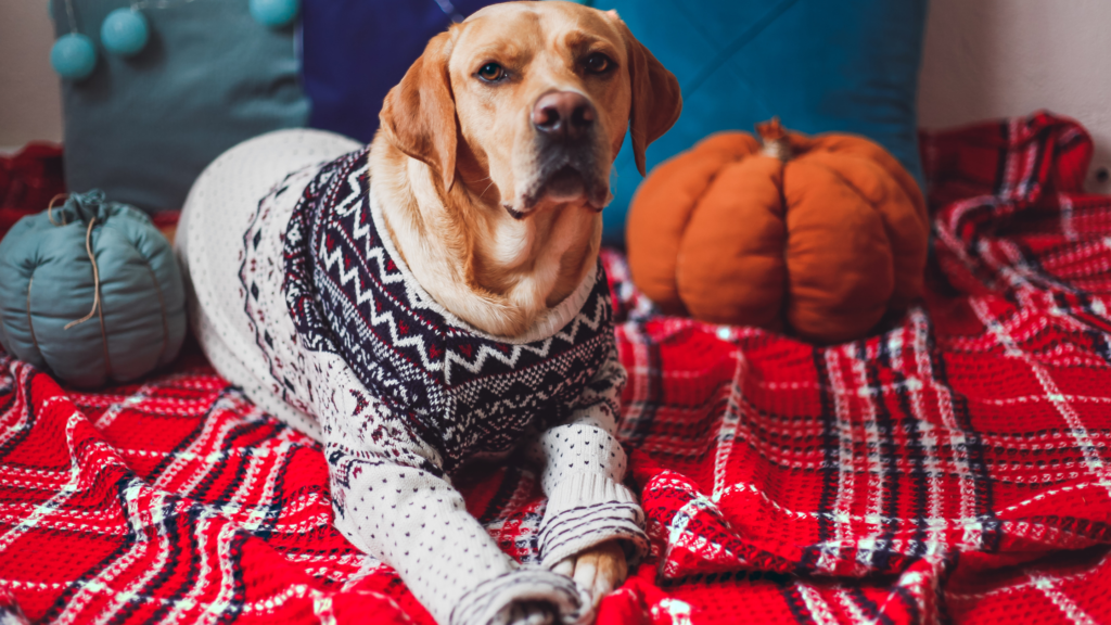 Dog Winter Sweater Fashion Tips The Official PetFlow Blog