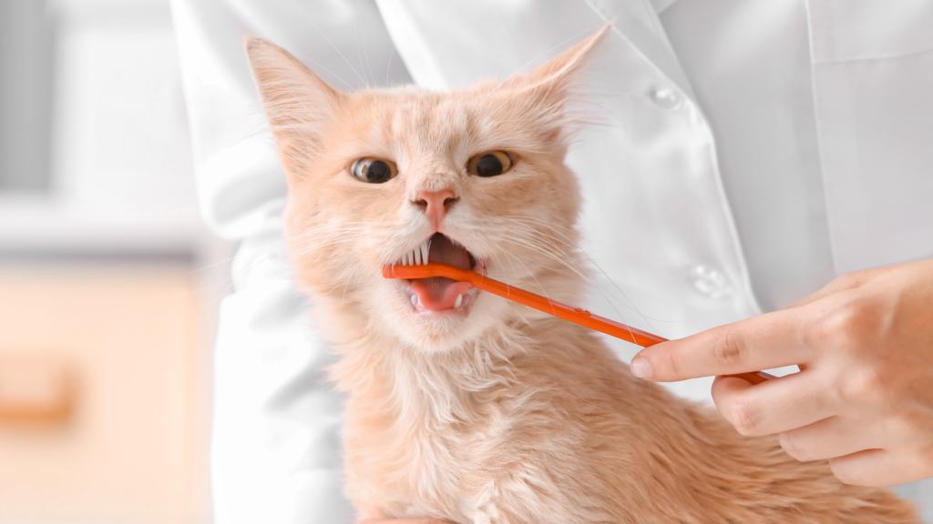 Minty Meows! Dental Health for Cats The Official PetFlow Blog